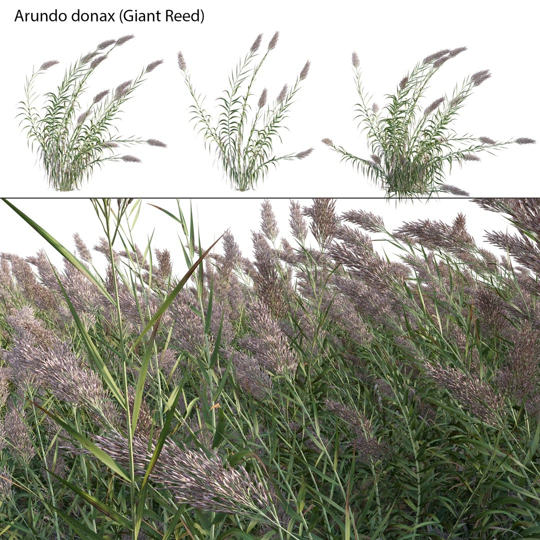 Arundo Donax Giant Reed Spanish Reed 3D Model TurboSquid 1972976