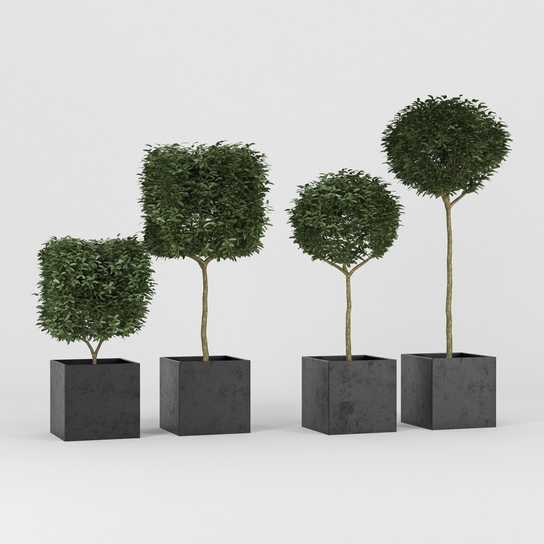 3D plant box - TurboSquid 1266671