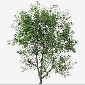 Set of American Beech or Fagus grandifolia Trees - 2 Trees 3D model