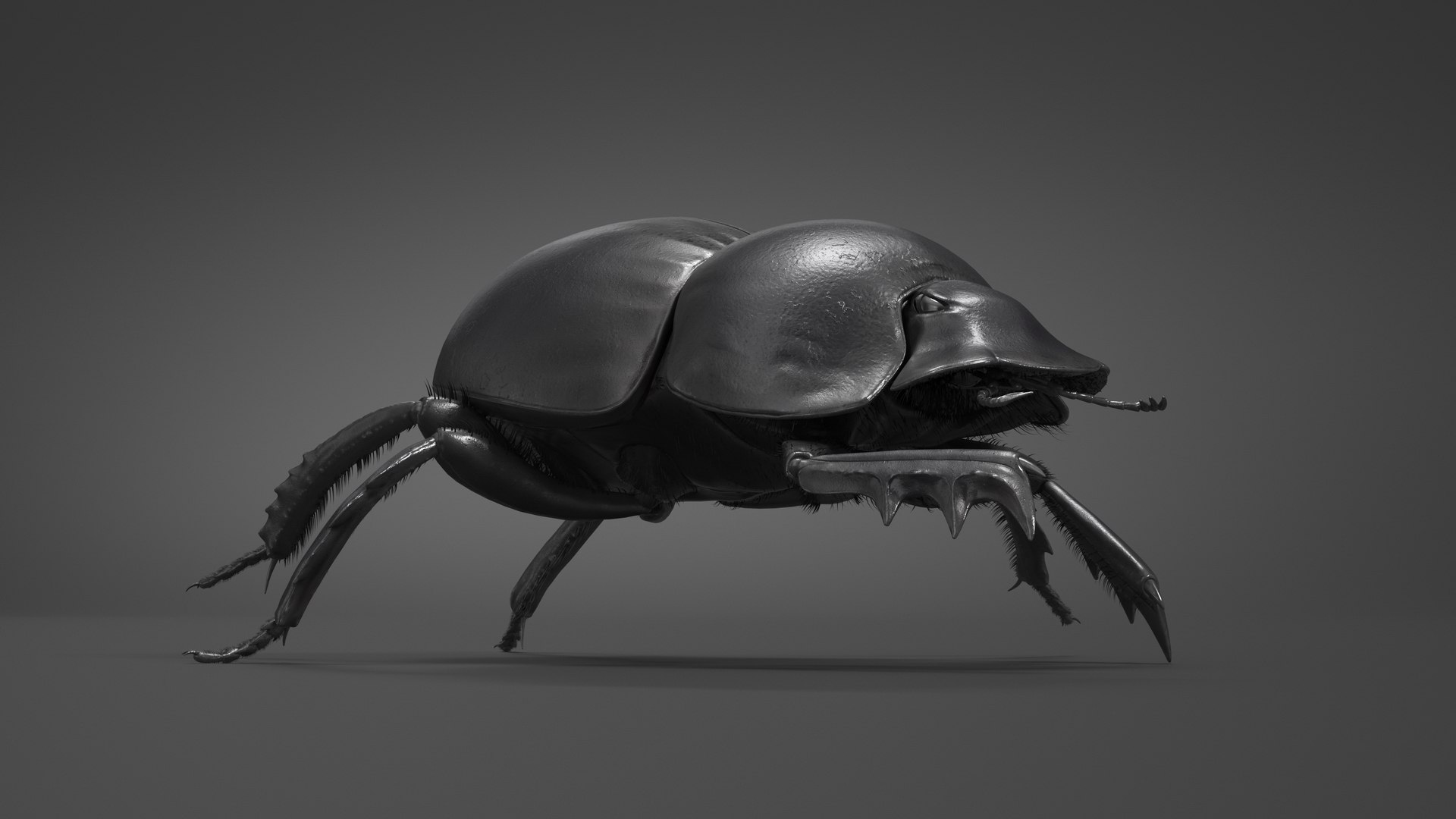 Soil Beetle Crawling Fur model https://p.turbosquid.com/ts-thumb/qi/I7bMSf/L3/soil_beetle_crawling_fur_003/jpg/1729500013/1920x1080/fit_q87/8357b04c6a7da99951962f03d33ca3ef932fc5d0/soil_beetle_crawling_fur_003.jpg