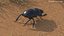 Soil Beetle Crawling Fur