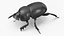Soil Beetle Crawling Fur