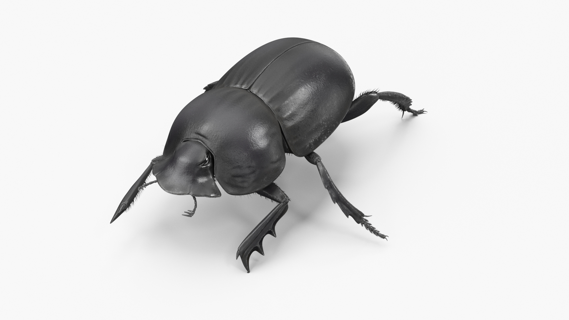 Soil Beetle Crawling Fur model https://p.turbosquid.com/ts-thumb/qi/I7bMSf/Zj/soil_beetle_crawling_fur_360/jpg/1729749763/1920x1080/turn_fit_q99/62279ec2ac8fdcdba4c3a41997b52b3354fcf354/soil_beetle_crawling_fur_360-1.jpg