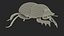 Soil Beetle Crawling Fur