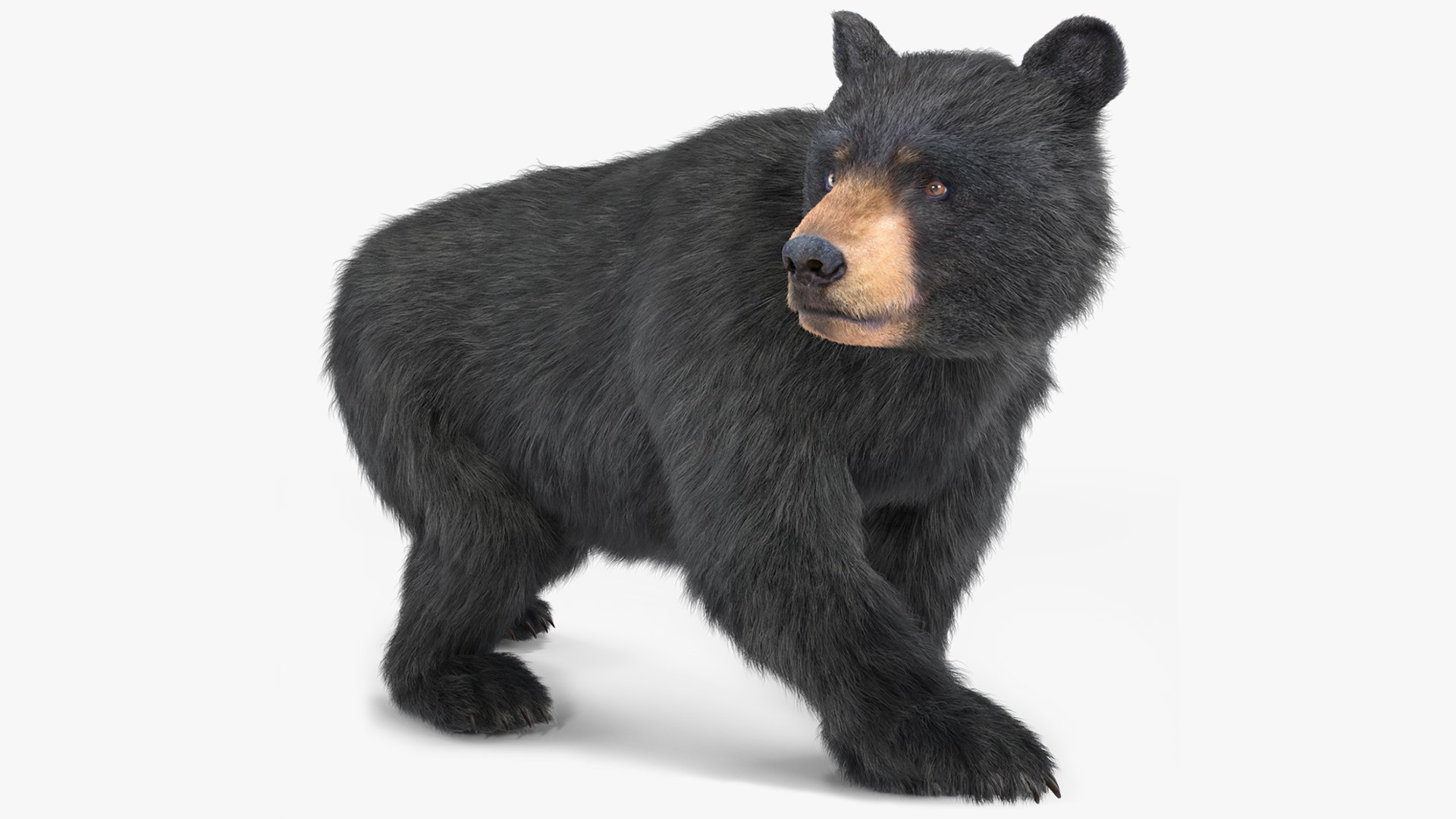 Young Black Bear in Walking Fur 3D model preview