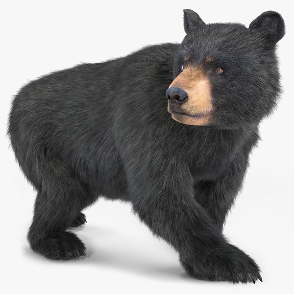 3D model Young Black Bear in Walking Fur