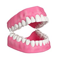 Human Teeth and Gums