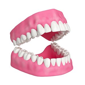 Human Teeth and Gums