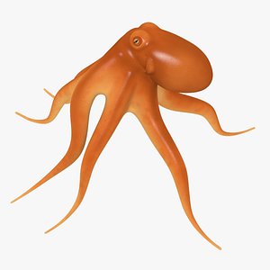 cartoon octopus 3D model