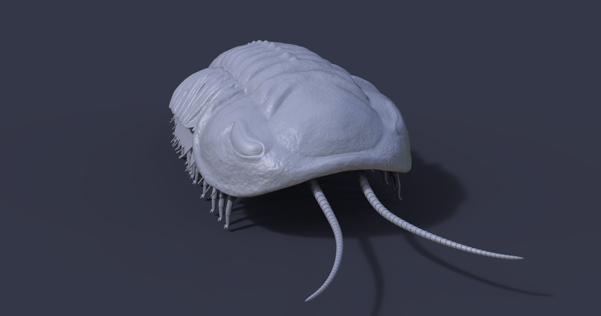 3D Triarthrus Eatoni Model - TurboSquid 1815791