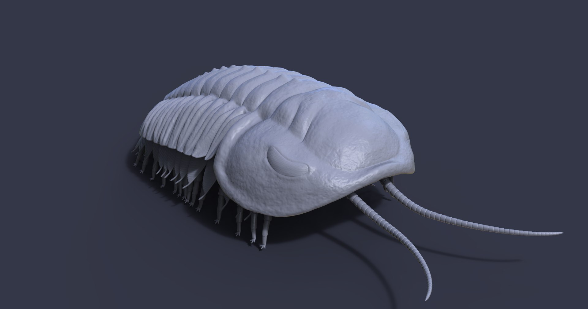 3D Triarthrus Eatoni Model - TurboSquid 1815791