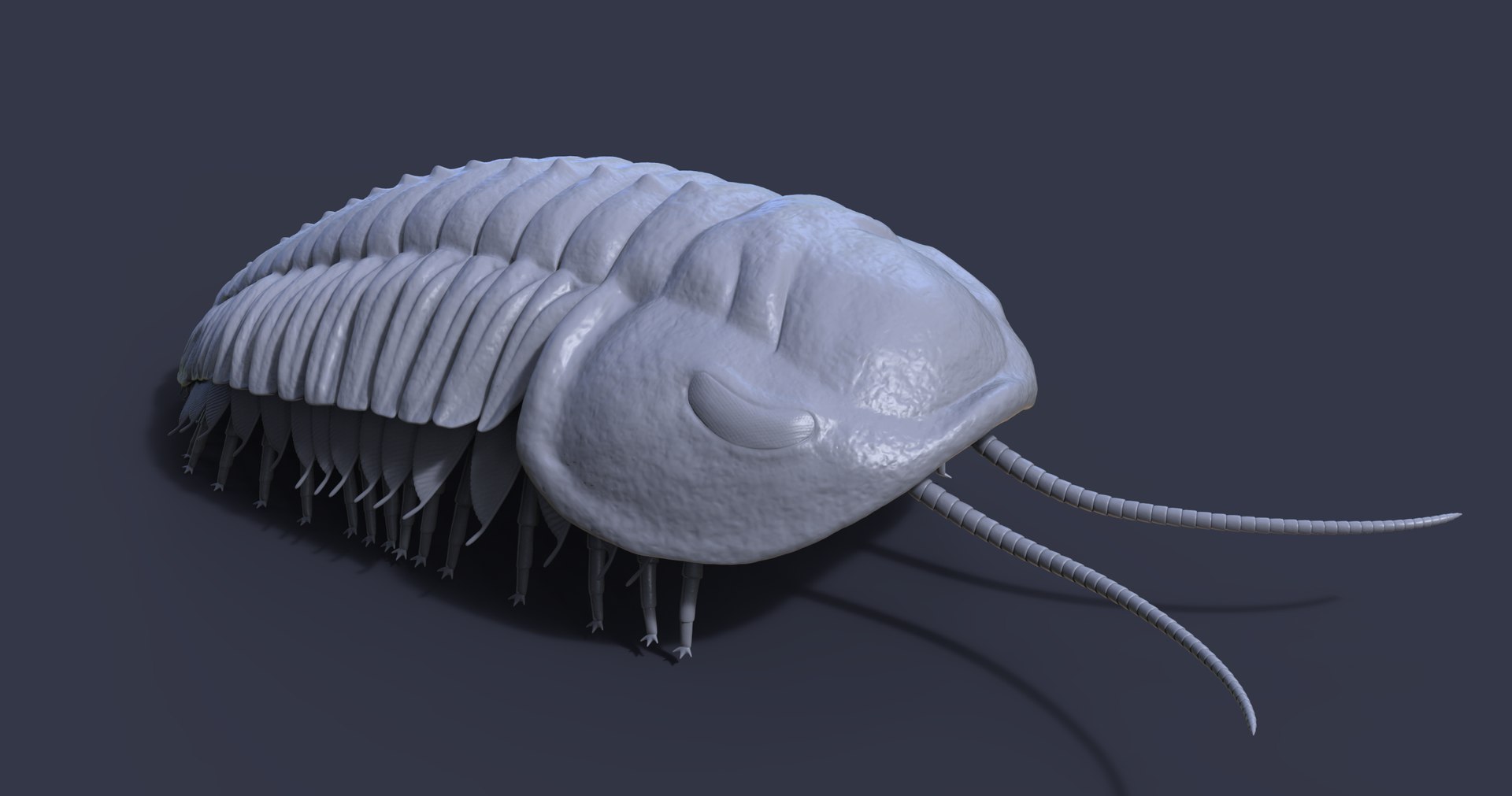 3D Triarthrus Eatoni Model - TurboSquid 1815791