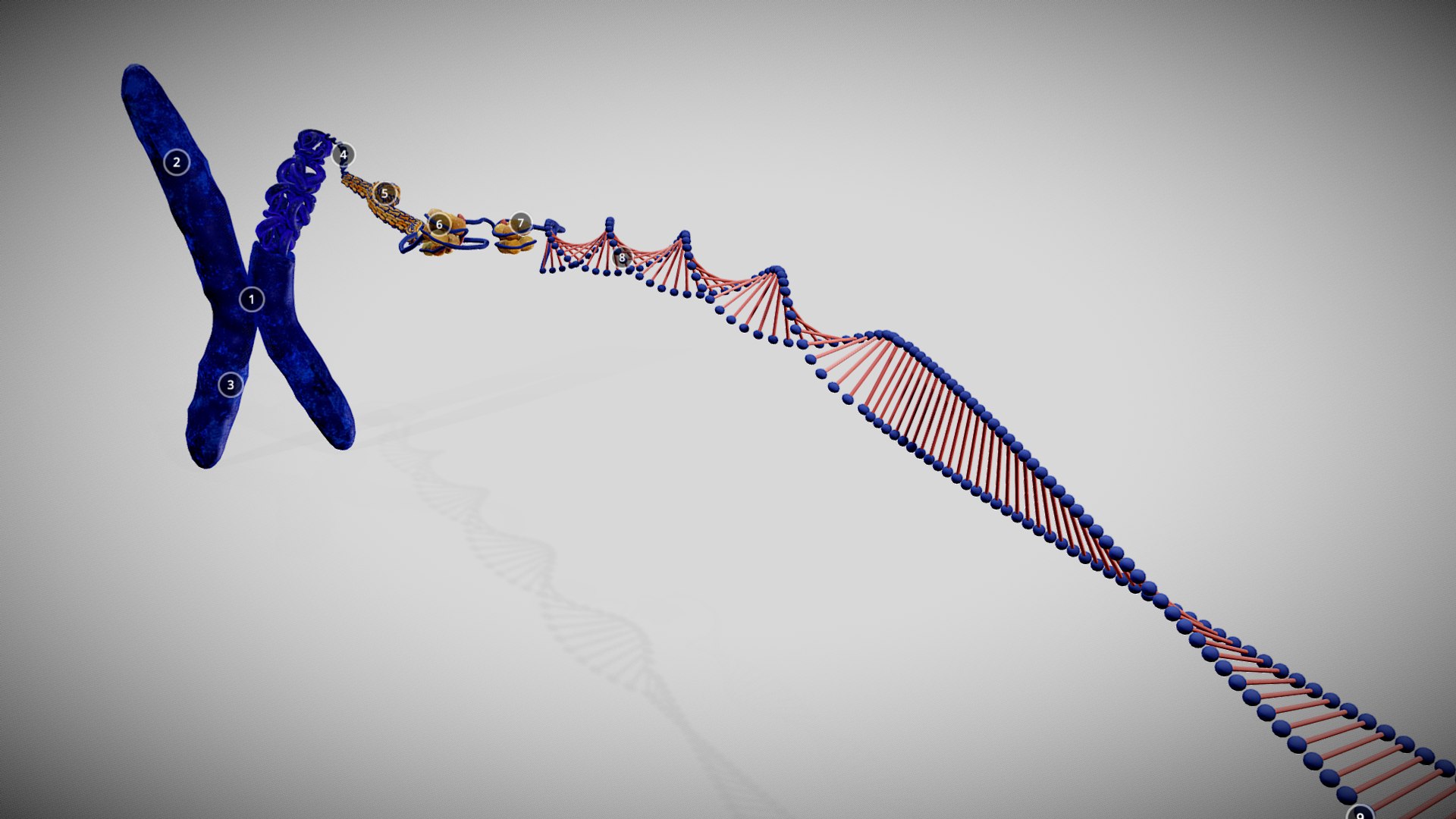 3D Chromosome Structure - TurboSquid 2490031