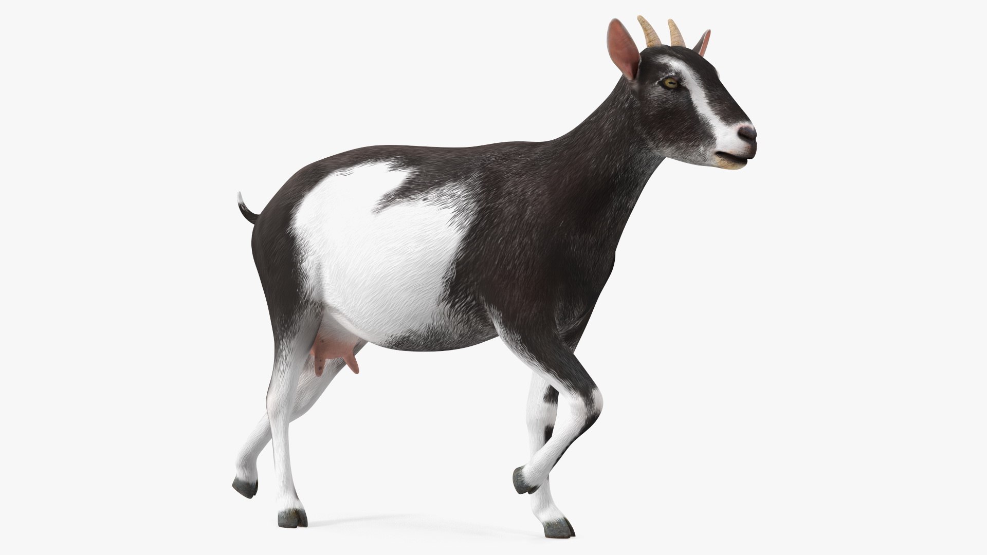 Walking Goat Black-White 3D model preview