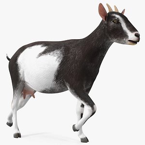 Walking Goat Black-White