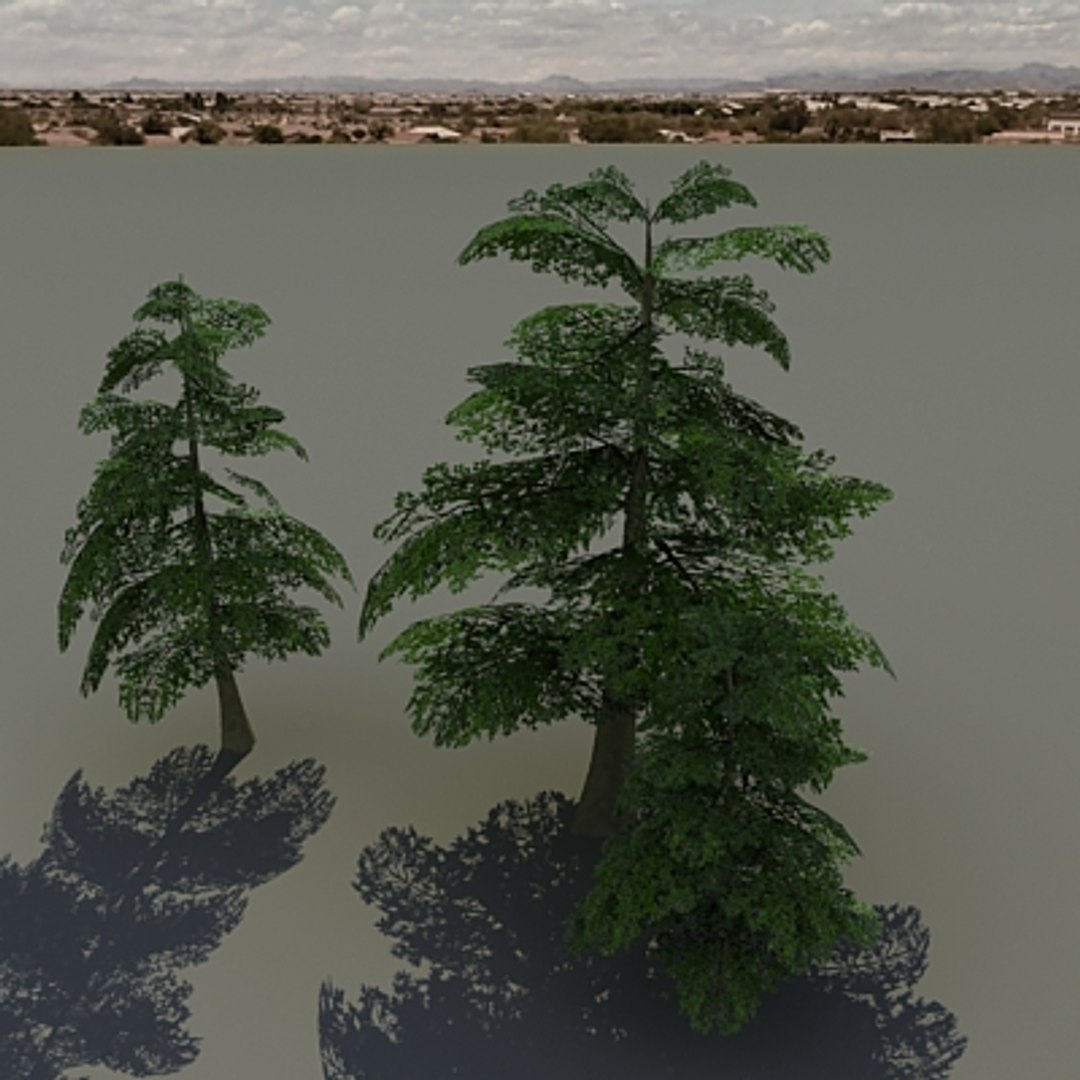 Max Oak Tree