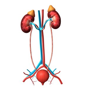 3d kidney organs