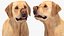 Begging White Labrador Dog Pose Fur Animated Rigged