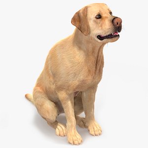 Begging White Labrador Dog Pose Fur Animated Rigged