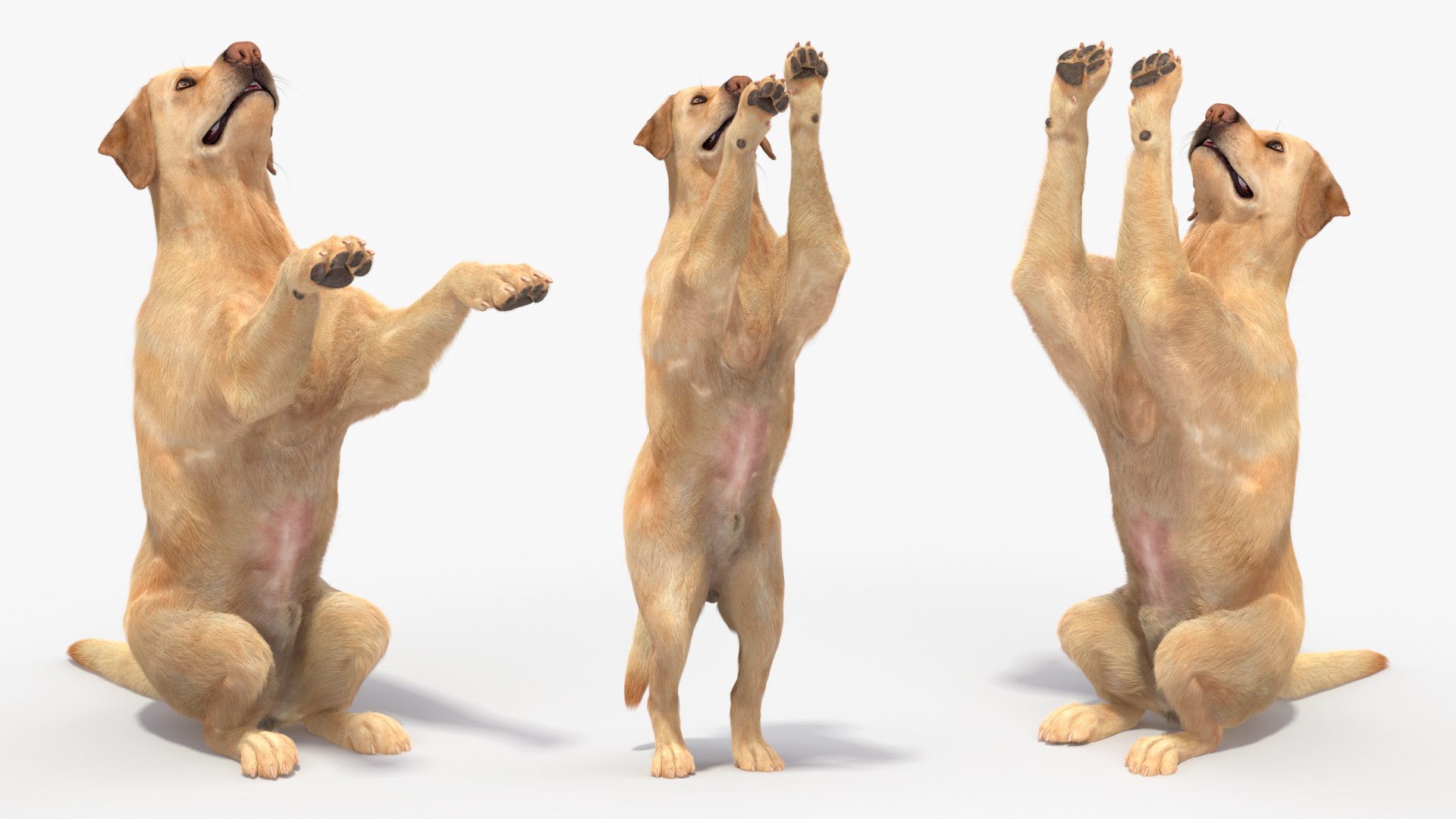 Begging White Labrador Dog Pose Fur Animated Rigged 3D https://p.turbosquid.com/ts-thumb/qi/jmwB7s/CY/begging_white_labrador_dog_pose_fur_animated_rigged_008/jpg/1753032994/1920x1080/fit_q87/c9f9e33474de540f92a4dc8b57eaa1887ffa505c/begging_white_labrador_dog_pose_fur_animated_rigged_008.jpg