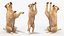 Begging White Labrador Dog Pose Fur Animated Rigged