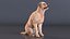 Begging White Labrador Dog Pose Fur Animated Rigged