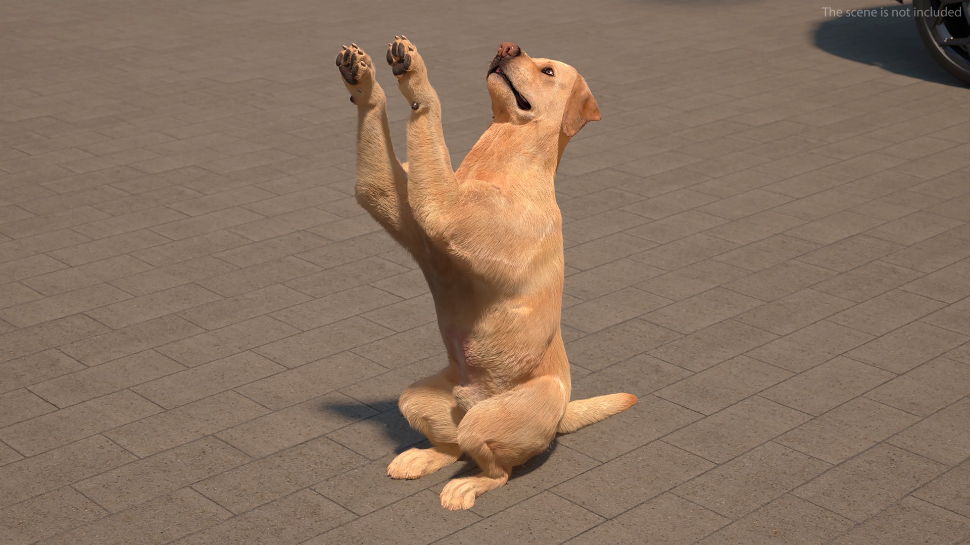 Begging White Labrador Dog Pose Fur Animated Rigged 3D https://p.turbosquid.com/ts-thumb/qi/jmwB7s/GT/begging_white_labrador_dog_pose_fur_animated_rigged_004/jpg/1753032978/1920x1080/fit_q87/1edfaf2f68e446e44877586dfe488545f6354753/begging_white_labrador_dog_pose_fur_animated_rigged_004.jpg