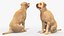 Begging White Labrador Dog Pose Fur Animated Rigged