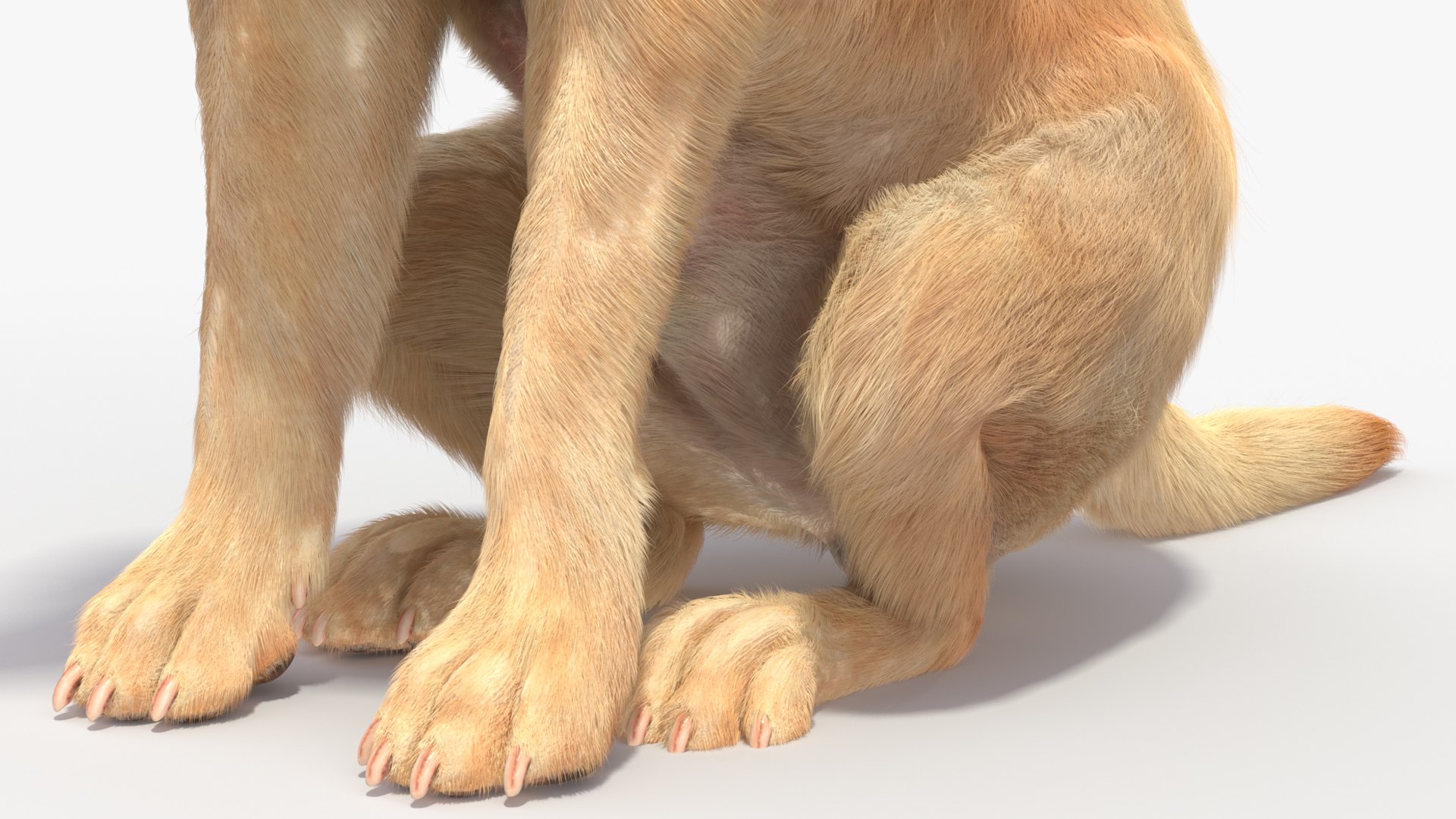 Begging White Labrador Dog Pose Fur Animated Rigged 3D https://p.turbosquid.com/ts-thumb/qi/jmwB7s/Pm/begging_white_labrador_dog_pose_fur_animated_rigged_011/jpg/1753033006/1920x1080/fit_q87/d10cab1fdd7e2e25587c3238430a0dc5bbea08fa/begging_white_labrador_dog_pose_fur_animated_rigged_011.jpg
