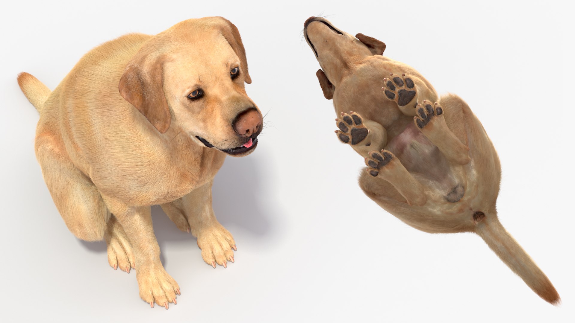 Begging White Labrador Dog Pose Fur Animated Rigged 3D https://p.turbosquid.com/ts-thumb/qi/jmwB7s/in/begging_white_labrador_dog_pose_fur_animated_rigged_009/jpg/1753032998/1920x1080/fit_q87/0354da3dbd570496efb622420f1eccfb963efe48/begging_white_labrador_dog_pose_fur_animated_rigged_009.jpg