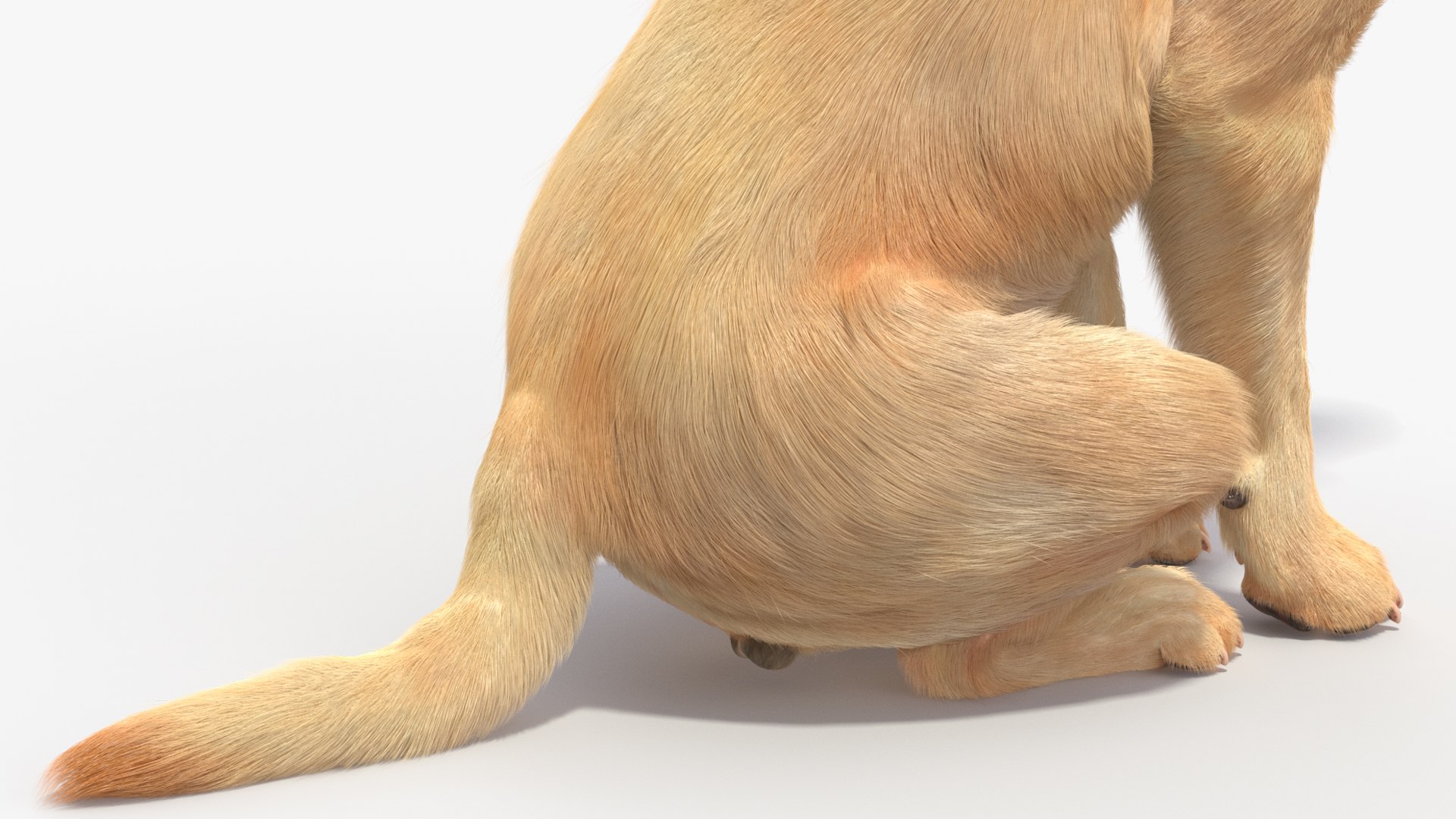 Begging White Labrador Dog Pose Fur Animated Rigged 3D https://p.turbosquid.com/ts-thumb/qi/jmwB7s/pr/begging_white_labrador_dog_pose_fur_animated_rigged_012/jpg/1753033010/1920x1080/fit_q87/a8063c14bf39453a4b7ffbd3722af6c2c5c7f53f/begging_white_labrador_dog_pose_fur_animated_rigged_012.jpg