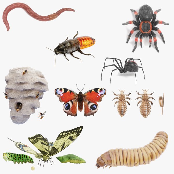 3D Insect Large Collection model