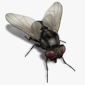 Housefly (RIGGED)