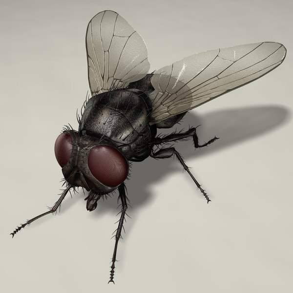 housefly rigged 3d ma