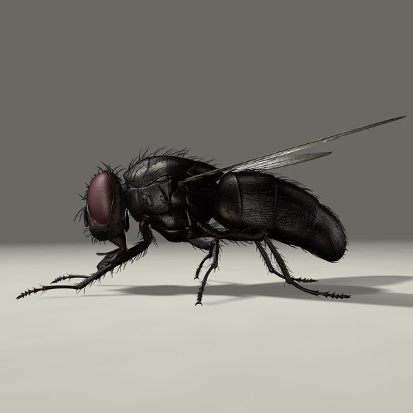 housefly rigged 3d ma