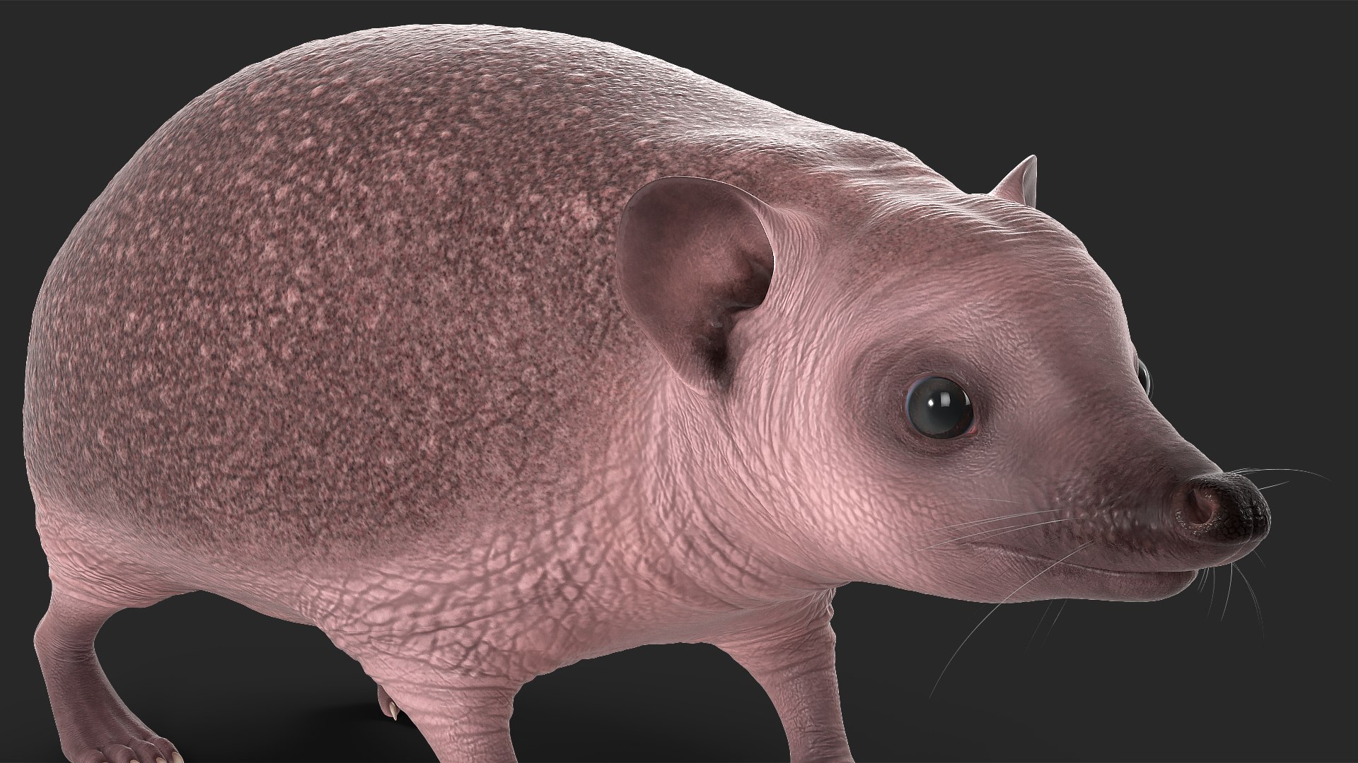 Hedgehog Bald Rigged for Maya model https://p.turbosquid.com/ts-thumb/qi/wAMYLB/4W/hedgehogbaldriggedformayac4dmodel029/jpg/1692295422/1920x1080/fit_q87/168f6dbce320c96e40367bef3311cba546c22fc6/hedgehogbaldriggedformayac4dmodel029.jpg