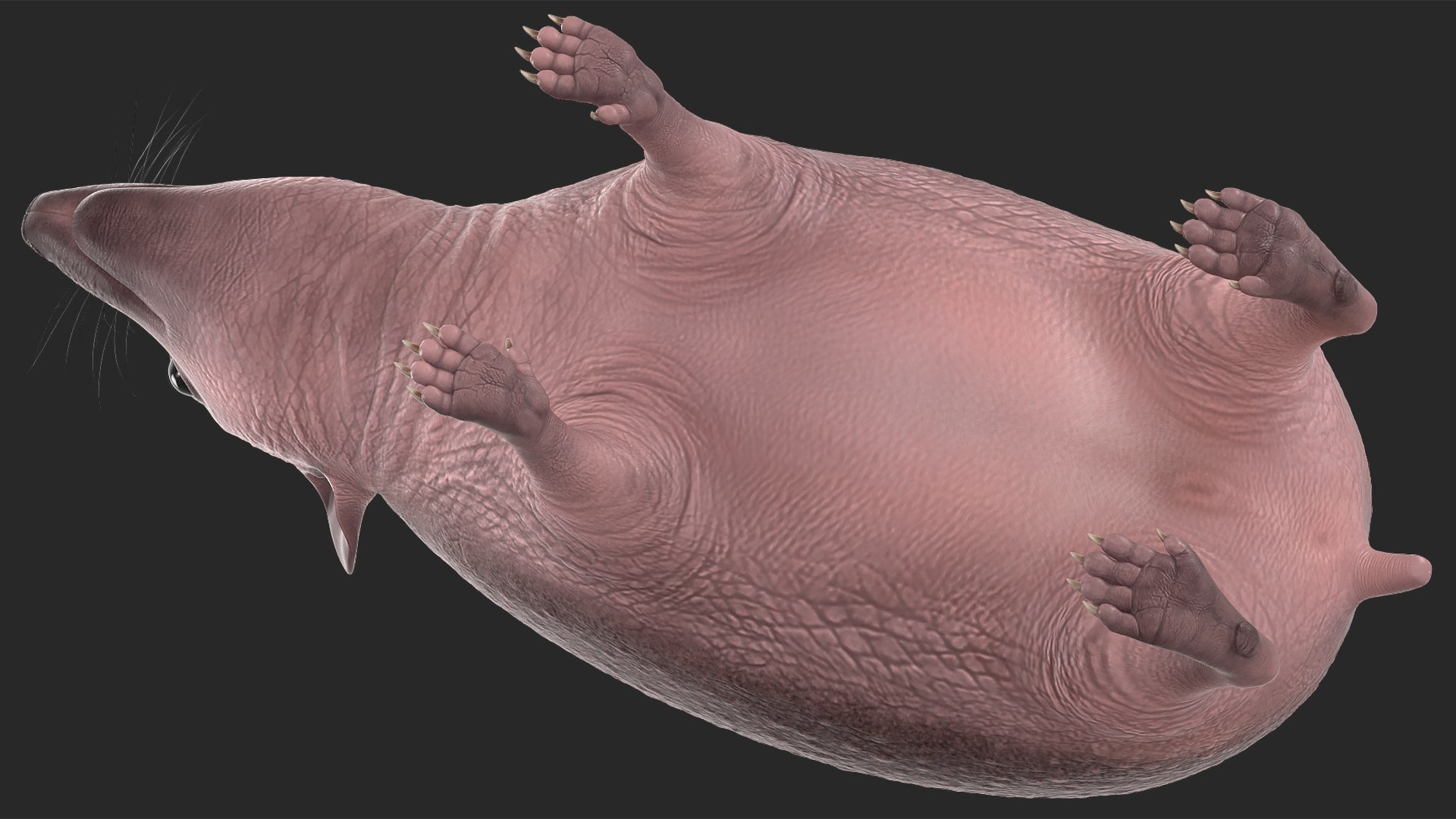 Hedgehog Bald Rigged for Maya model https://p.turbosquid.com/ts-thumb/qi/wAMYLB/CE/hedgehogbaldriggedformayac4dmodel028/jpg/1692295418/1920x1080/fit_q87/f8a435d8ac08e07affe17b90b77126b3adddb446/hedgehogbaldriggedformayac4dmodel028.jpg