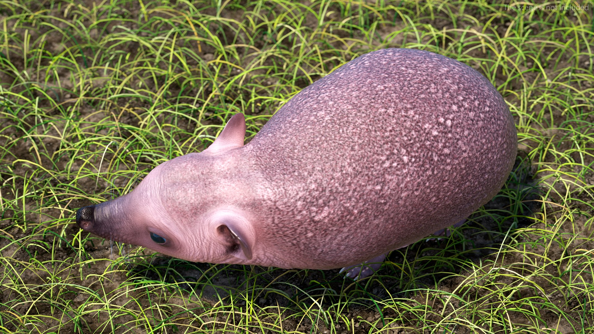 Hedgehog Bald Rigged for Maya model https://p.turbosquid.com/ts-thumb/qi/wAMYLB/D8/hedgehogbaldriggedformayac4dmodel003/jpg/1692295303/1920x1080/fit_q87/dde91725ba2d57eb9ab77dc8efd7eae0b31b84ef/hedgehogbaldriggedformayac4dmodel003.jpg