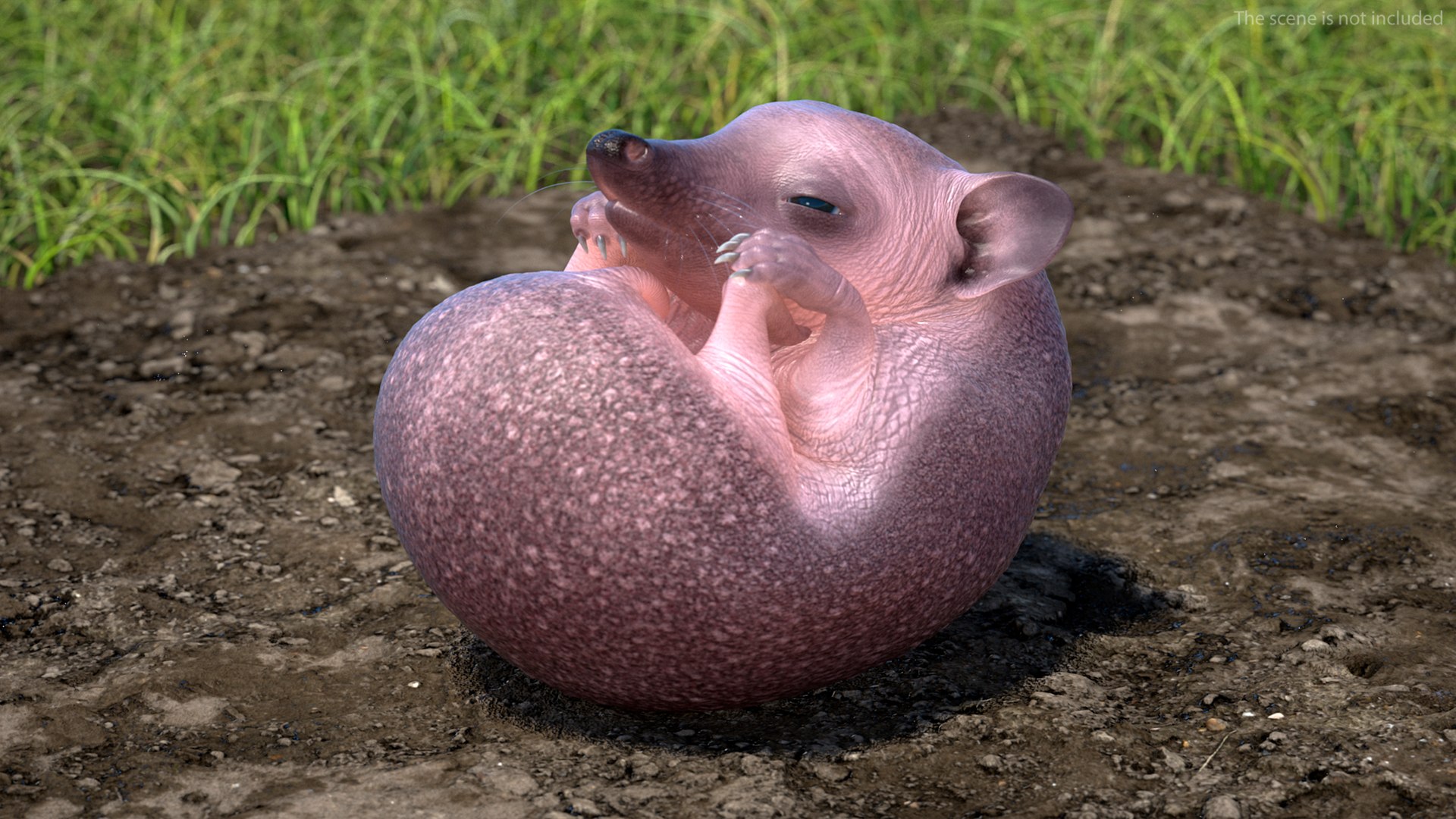 Hedgehog Bald Rigged for Maya model https://p.turbosquid.com/ts-thumb/qi/wAMYLB/Gi/hedgehogbaldriggedformayac4dmodel012/jpg/1692295352/1920x1080/fit_q87/8579993e50aad22fce228fb5838aceb8592aed25/hedgehogbaldriggedformayac4dmodel012.jpg