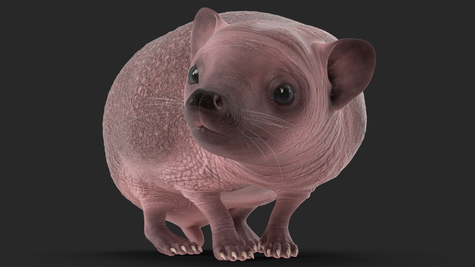 Hedgehog Bald Rigged for Maya model https://p.turbosquid.com/ts-thumb/qi/wAMYLB/Gy/hedgehogbaldriggedformayac4dmodel023/jpg/1692295398/1920x1080/fit_q87/07557996b2d6ad73060b50db8f825739197dca20/hedgehogbaldriggedformayac4dmodel023.jpg
