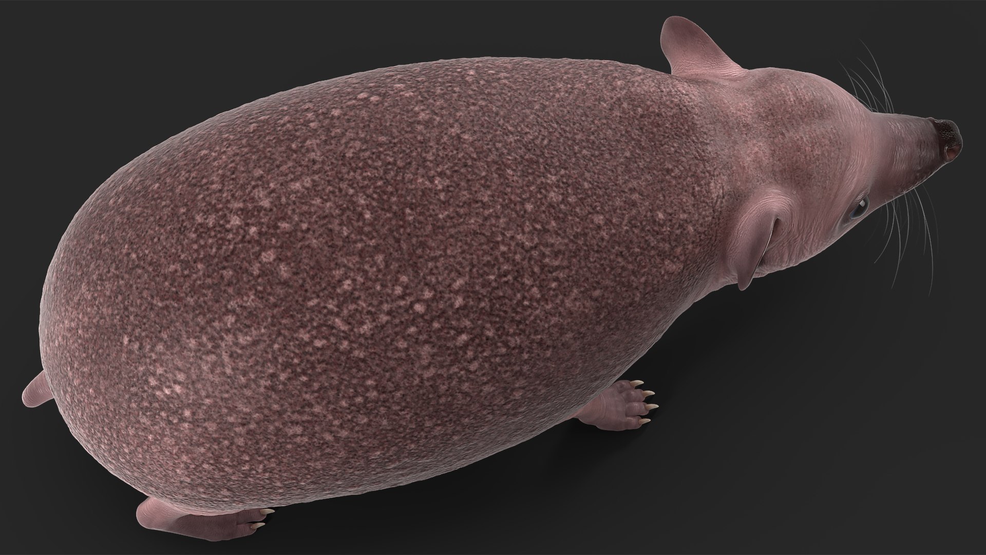 Hedgehog Bald Rigged for Maya model https://p.turbosquid.com/ts-thumb/qi/wAMYLB/IH/hedgehogbaldriggedformayac4dmodel027/jpg/1692295414/1920x1080/fit_q87/08440278e8f66c391fcafa134b279ff26618468f/hedgehogbaldriggedformayac4dmodel027.jpg