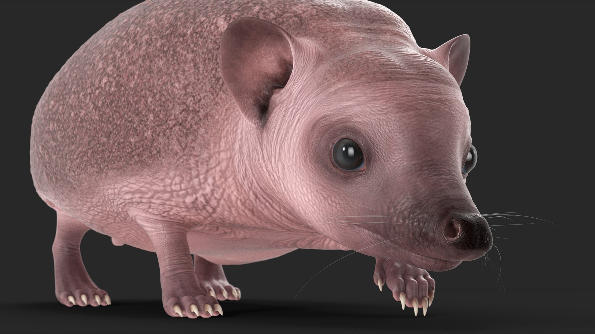Hedgehog Bald Rigged for Maya model https://p.turbosquid.com/ts-thumb/qi/wAMYLB/Km/hedgehogbaldriggedformayac4dmodel031/jpg/1692295429/1920x1080/fit_q87/9610917877257f10d5d433d06788b6b638a827c8/hedgehogbaldriggedformayac4dmodel031.jpg