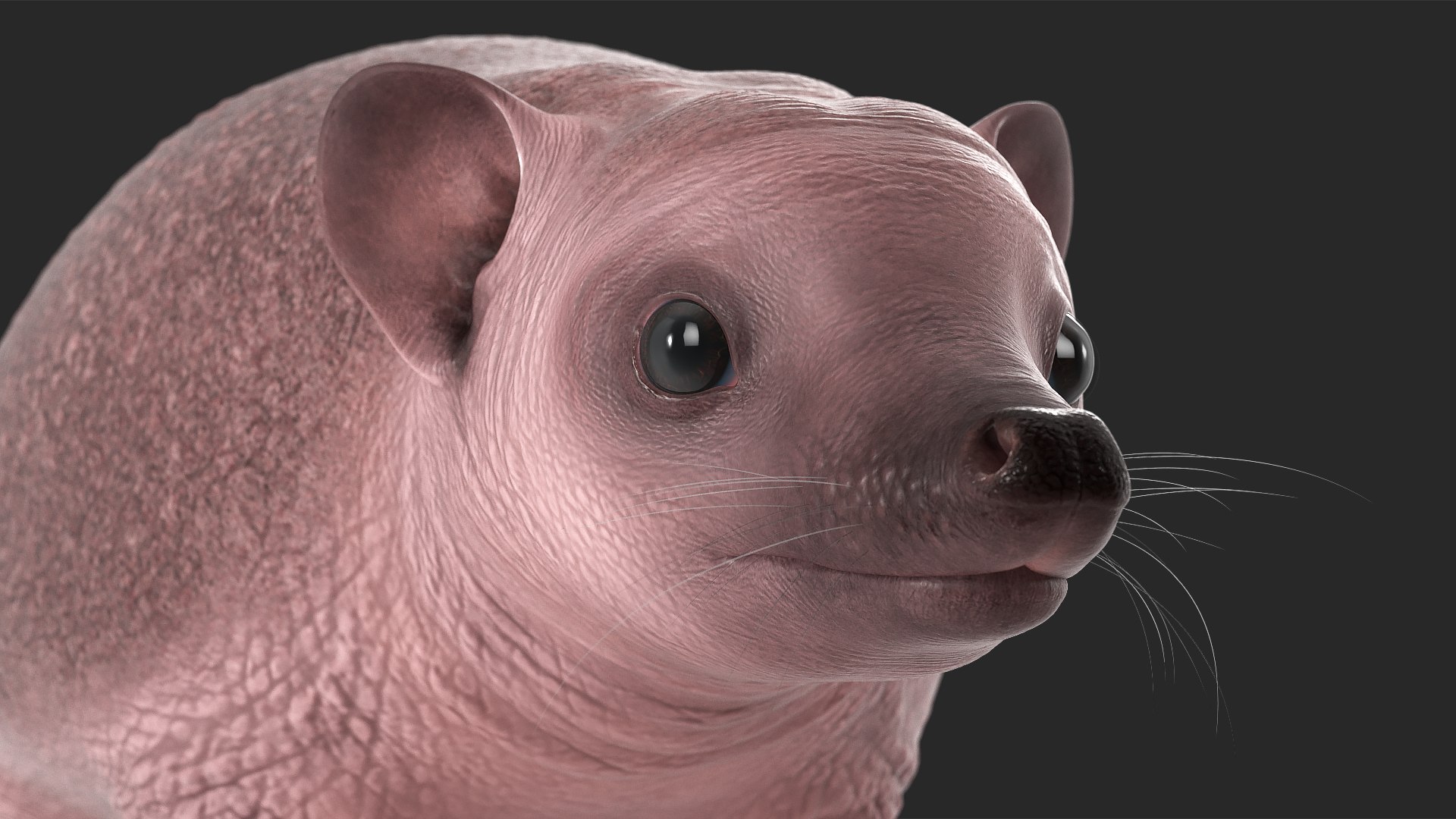 Hedgehog Bald Rigged for Maya model https://p.turbosquid.com/ts-thumb/qi/wAMYLB/L4/hedgehogbaldriggedformayac4dmodel037/jpg/1692295453/1920x1080/fit_q87/88c90b1881c5a9a2d1aa859f69d5317c3de83c36/hedgehogbaldriggedformayac4dmodel037.jpg
