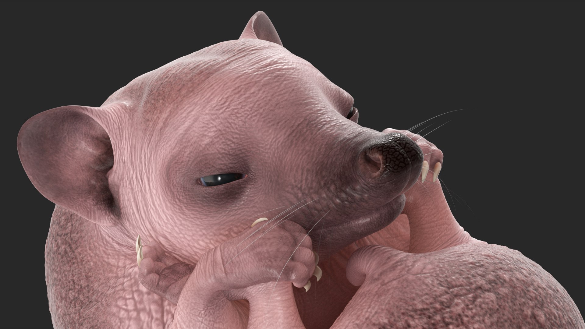 Hedgehog Bald Rigged for Maya model https://p.turbosquid.com/ts-thumb/qi/wAMYLB/MH/hedgehogbaldriggedformayac4dmodel038/jpg/1692295457/1920x1080/fit_q87/71f917c556d711a036fec28f1ccc09875e05159f/hedgehogbaldriggedformayac4dmodel038.jpg