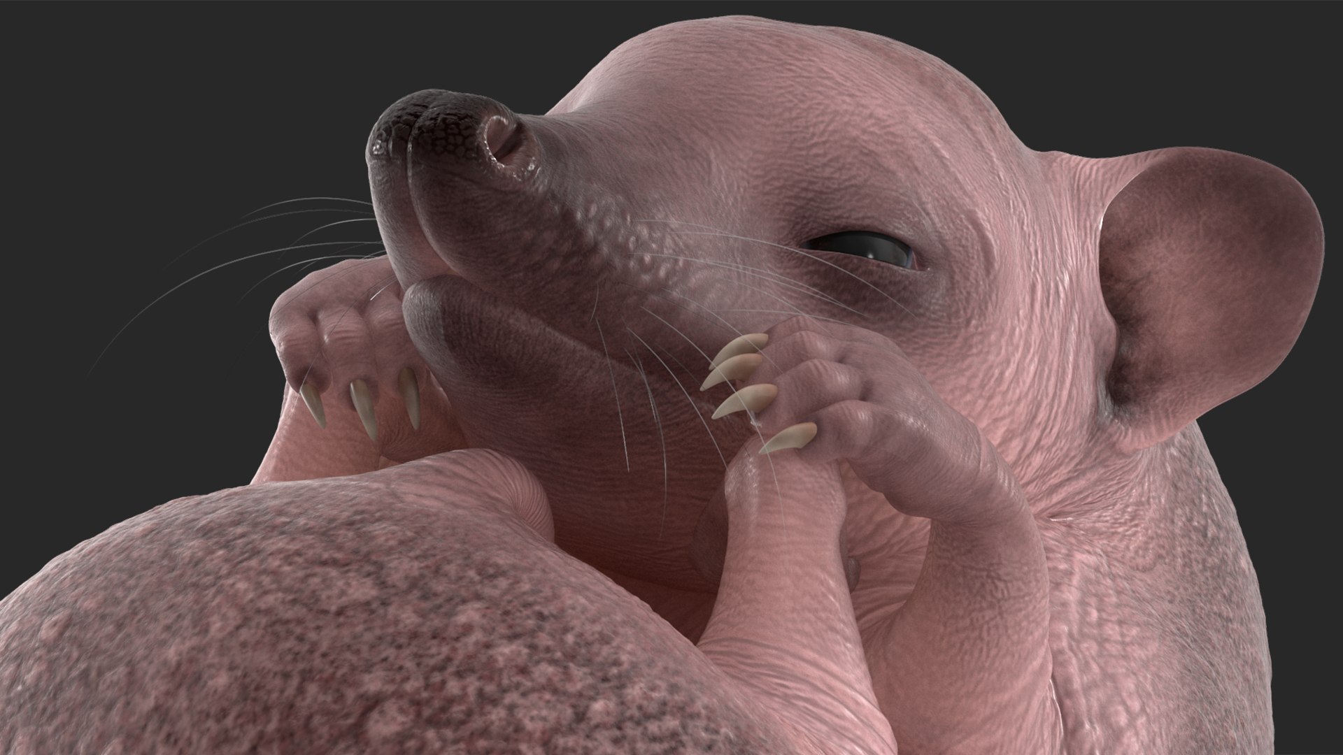 Hedgehog Bald Rigged for Maya model https://p.turbosquid.com/ts-thumb/qi/wAMYLB/Mj/hedgehogbaldriggedformayac4dmodel035/jpg/1692295445/1920x1080/fit_q87/5652a9f1cc7a93f981dd2c370603745e49bb65b3/hedgehogbaldriggedformayac4dmodel035.jpg