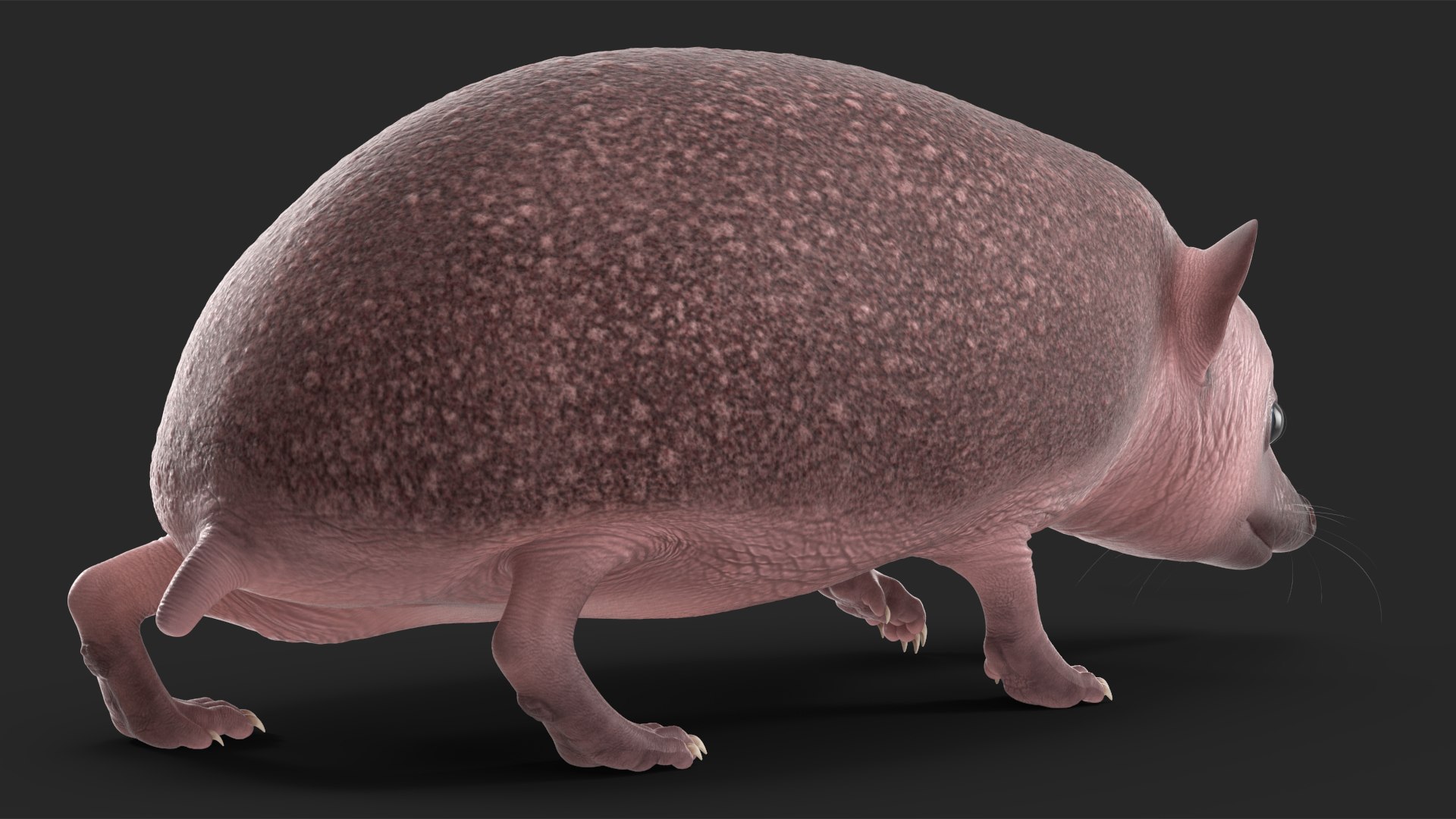 Hedgehog Bald Rigged for Maya model https://p.turbosquid.com/ts-thumb/qi/wAMYLB/N2/hedgehogbaldriggedformayac4dmodel022/jpg/1692295394/1920x1080/fit_q87/5e4ea28683b642525cf735a460dd1c1bd7f1ae92/hedgehogbaldriggedformayac4dmodel022.jpg
