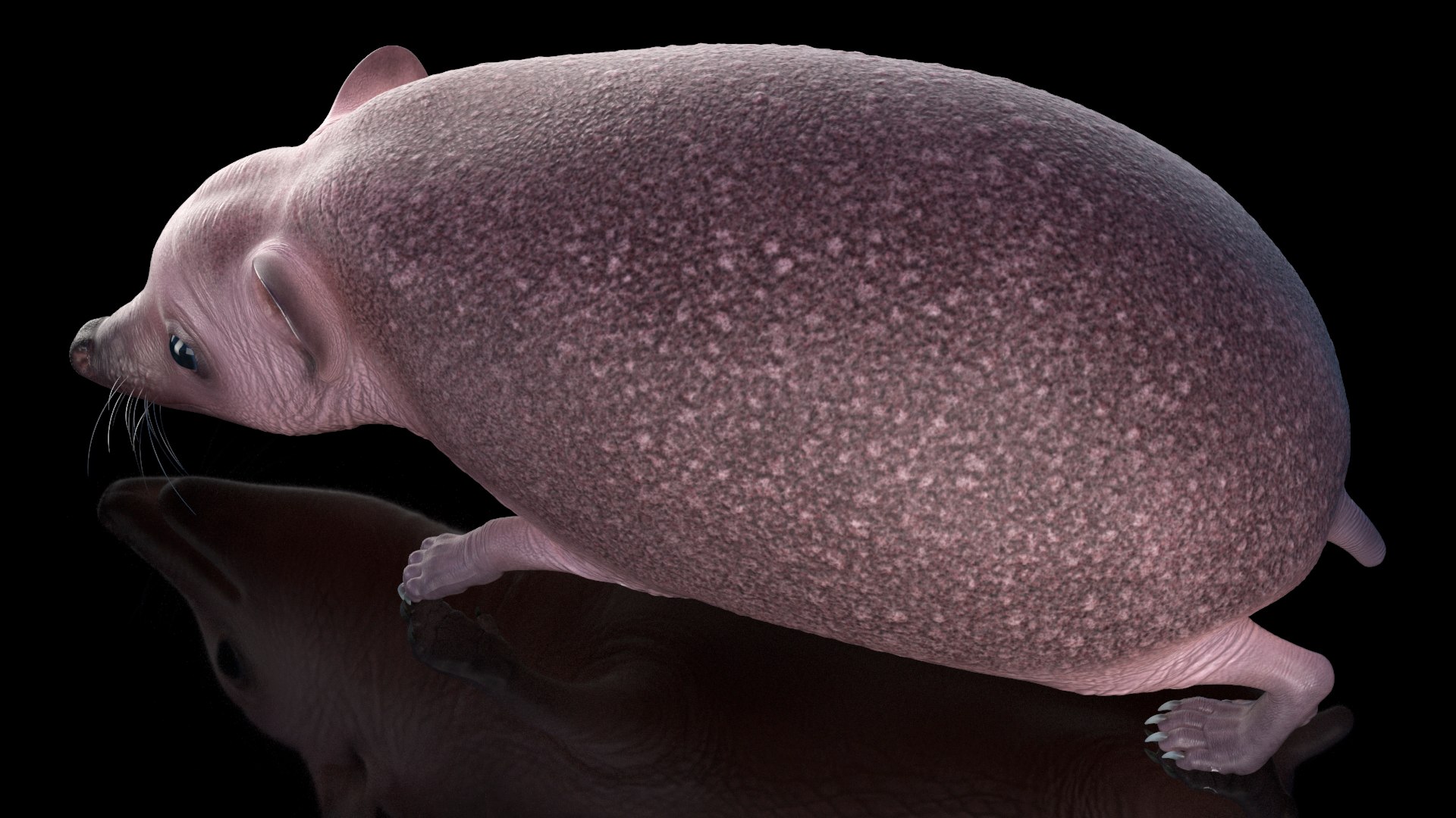 Hedgehog Bald Rigged for Maya model https://p.turbosquid.com/ts-thumb/qi/wAMYLB/On/hedgehogbaldriggedformayac4dmodel017/jpg/1692295374/1920x1080/fit_q87/7e28e691223c77b41193076d252ba9502ca197e0/hedgehogbaldriggedformayac4dmodel017.jpg