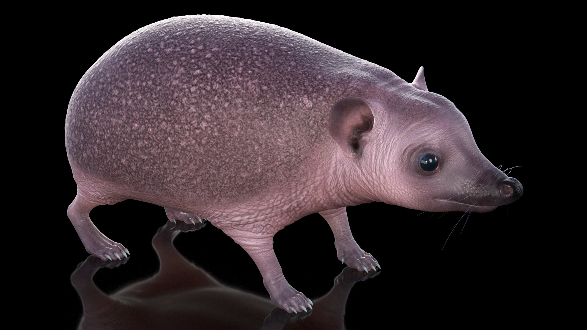 Hedgehog Bald Rigged for Maya model https://p.turbosquid.com/ts-thumb/qi/wAMYLB/dY/hedgehogbaldriggedformayac4dmodel015/jpg/1692295366/1920x1080/fit_q87/718297da07b53121bfeb2600e39b273c940f6221/hedgehogbaldriggedformayac4dmodel015.jpg