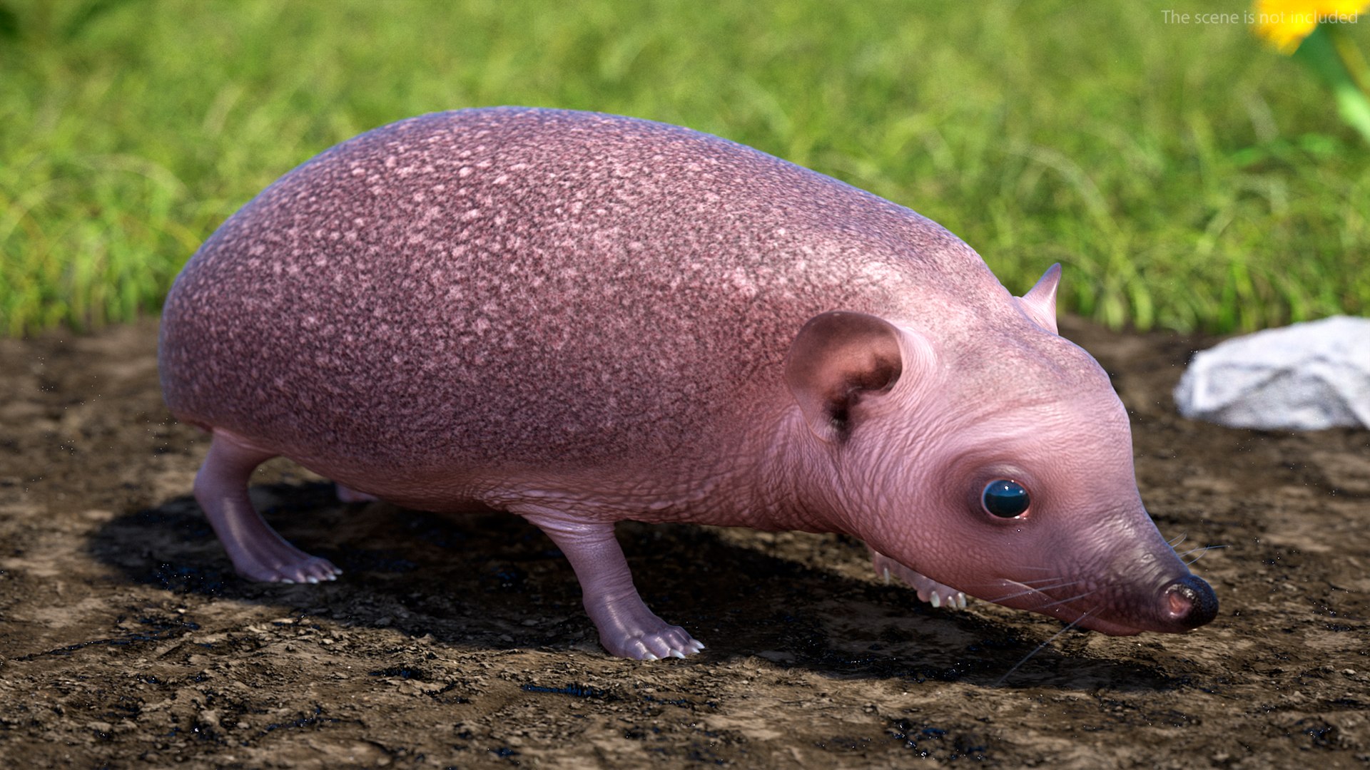 Hedgehog Bald Rigged for Maya model https://p.turbosquid.com/ts-thumb/qi/wAMYLB/fL/hedgehogbaldriggedformayac4dmodel009/jpg/1692295333/1920x1080/fit_q87/6f3e9ef1fed925786bd2d9d890ab8850ef3ea6cf/hedgehogbaldriggedformayac4dmodel009.jpg
