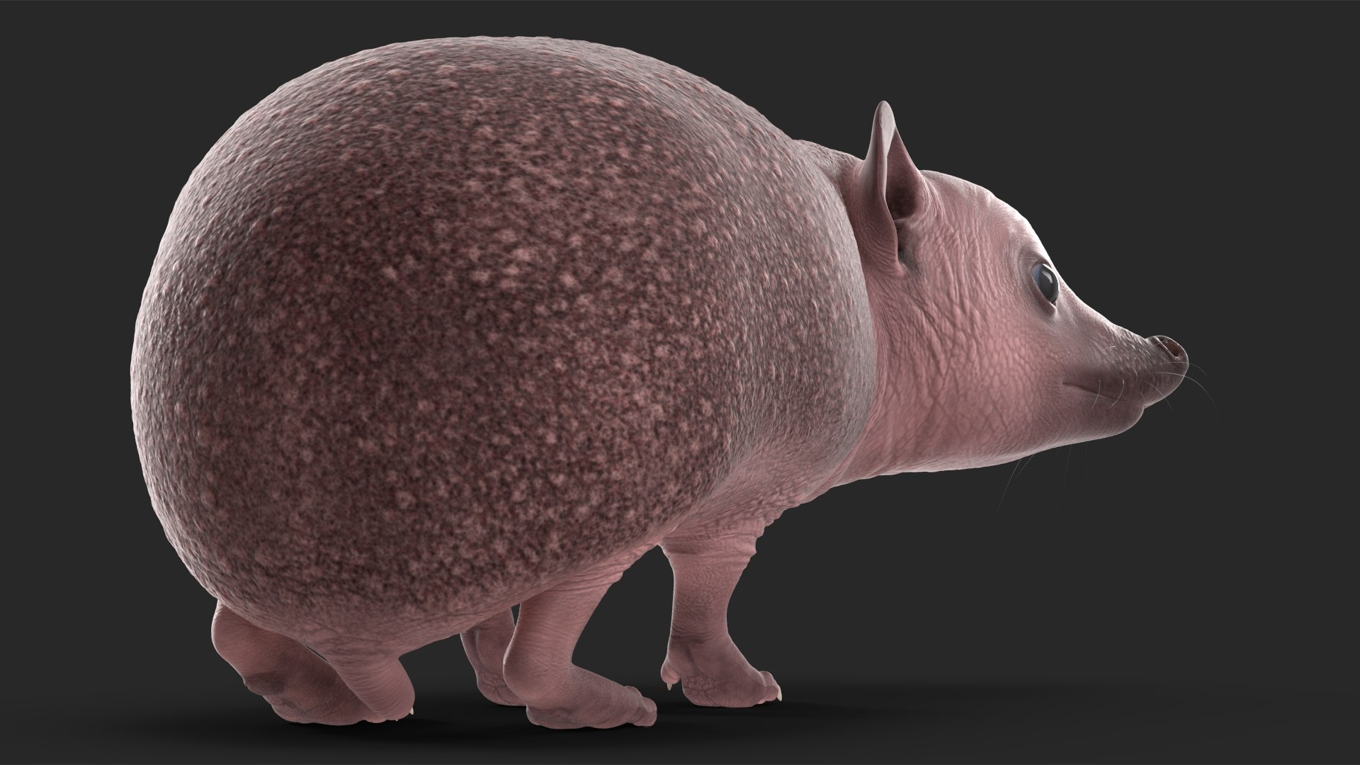 Hedgehog Bald Rigged for Maya model https://p.turbosquid.com/ts-thumb/qi/wAMYLB/hO/hedgehogbaldriggedformayac4dmodel024/jpg/1692295402/1920x1080/fit_q87/1a25799952a5597a1325778a9a91551e9b20aa31/hedgehogbaldriggedformayac4dmodel024.jpg